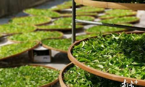 权威炒米喝茉莉花一起泡茶喝可以吗平台,分享专业炒茉莉花简单步骤知识_炒米加茉莉花的功效网
